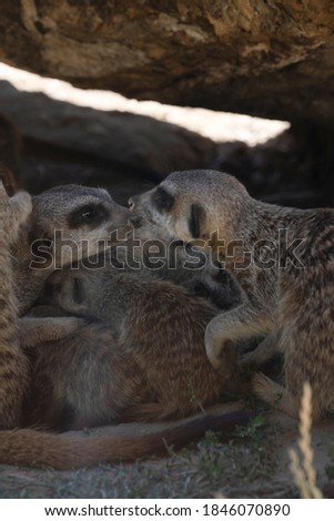 Meerkat, suricate, small mongoose kissing each other among others