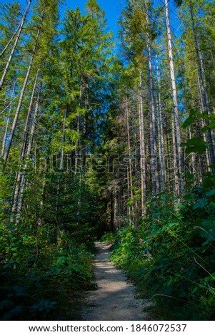 summer forest vertical picture landscape nature photography in clear weather June day time 