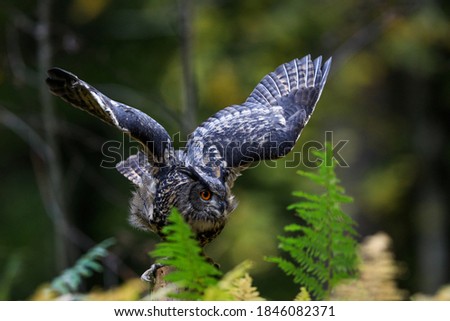 Close-up photo of a great strong brown owl with huge red eyes in dynamic pose on a  green trees background. Eurasian Eagle Owl, Bubo bubo