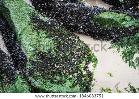 many black shelled mussels and seaweed exposed by low tide at the New Jersey shore