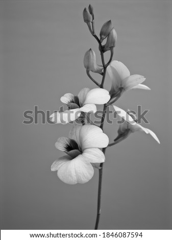 Closeup blur macro cooktown orchid ,Dendrobium bigibbum orchid flower in black and white image and blurred background ,old vintage style photo for card design