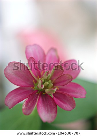 
Pink flowers Zinnia angustifolia with soft selective focus for pretty blurred background ,macro image ,delicate dreamy beauty of nature ,copy space ,pastel colour ,wallpaper ,flora background ,lovely