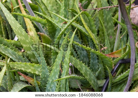 Aloe Vera green plants in the garden