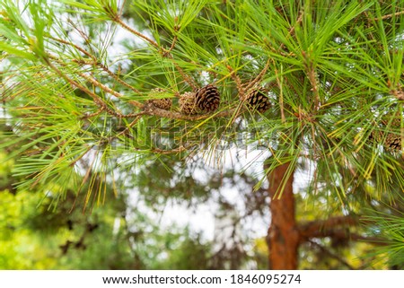 Beautiful green pine trees and pine cones taken in Japan