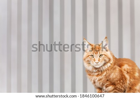 Cute domestic cat portrait on wall background.