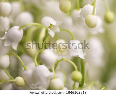 Lilies of the valley, macro photography