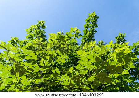 Maple and cloudless blue sky taken in summer in Japan