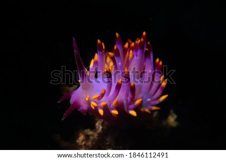Trinchesia Sibogae, colourful nudibranch found posing on tip of rock.  Can you see its eyes?