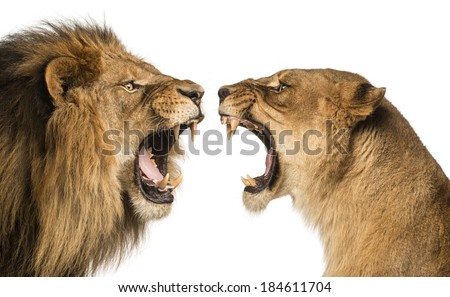 Close-up of a Lion and Lioness roaring at each other Royalty-Free Stock Photo #184611704