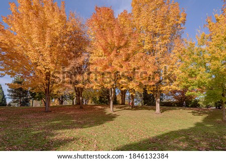 Fall colors in a public park Gresham Oregon state.