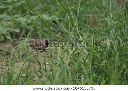 Photo of the sparrow bird