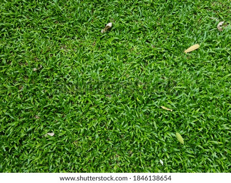 Green grass background image The flat grass has a few leaves.
