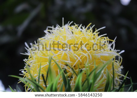 out of focus yellow flower blooming on green leaf, nature background. October 29th, 2020. Sumbawa, Indonesia. this is good for your wallpaper on your device.