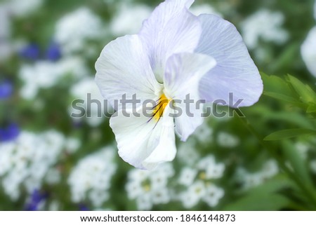 white flower pansies close up in summer