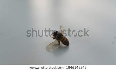 bee at white table macro picture