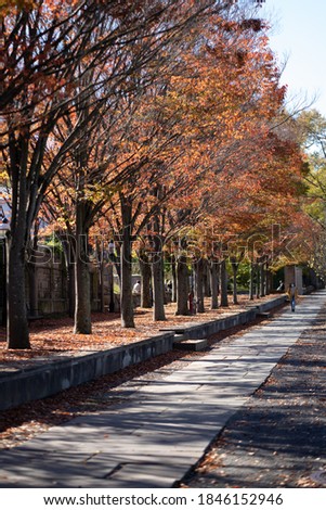 Princeton Fall Foliage During Pandemic 