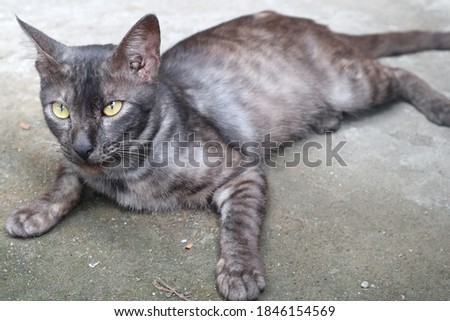 Felis catus. This cat has eyes with iris-shaped slits in the eye that can be narrowed. Erect pointed ears. Can take care of yourself by licking her hair. There are black, gray, and other colors.