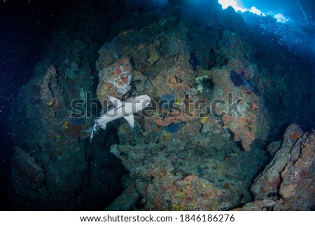 A white tip reef shark swims in an underwater cave on the reef