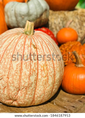 White and orange fall pumpkin with blurred out miscellaneous pumpkins in background.