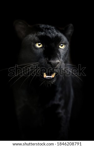 Portrait of black Leopard on a dark background