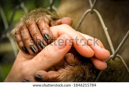An animal needs human love and protect. Caged monkey holding human hand in hoping for help and protect Royalty-Free Stock Photo #1846215784