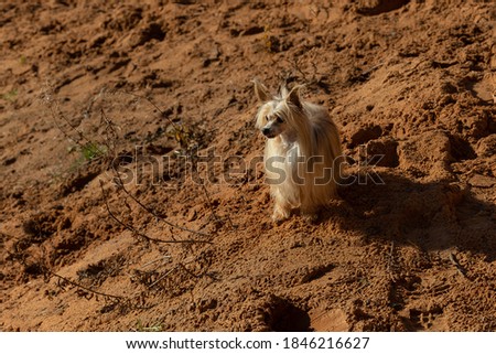 A Chinese crested dog with beautiful fur stands on the sand on a sunny day. A beige puff is walking along the shore of the lake.