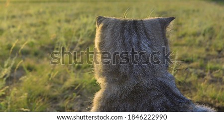 Panoramic photo of a grey Scottish fold cat on a background of blurred grass. Pets. Copy space for text.
