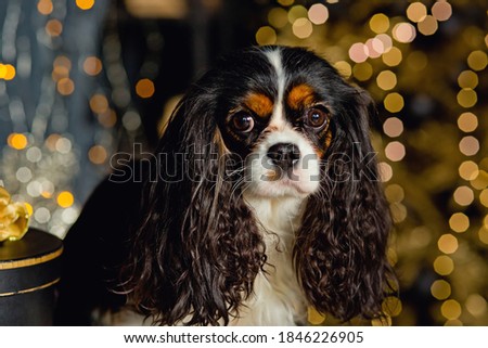 cute Christmas dog with gifts and decorations at the Golden Christmas tree with garland lights. Cavalier king Charles Spaniel celebrates the New year.