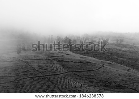 Black and white aerial view of tea garden with foggy sky in Wonosobo, Indonesia. a fresh natural background during the rainy season