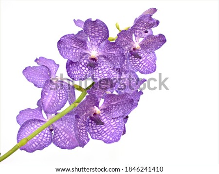 Purple-violet flower blue Vanda coerulea orchid plant ,blue orchid ,Loretta ,autumn lady's tresses ,vandaceous mericlone and hybrids Orchidaceae ,isolated on white background ,found Northeast India 