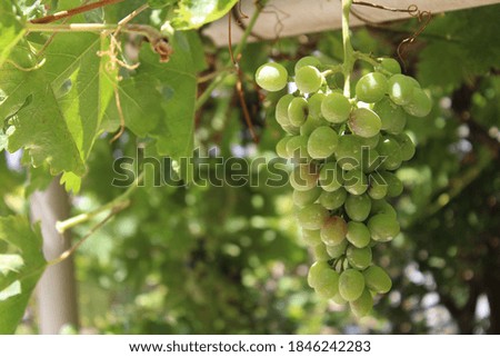 Green grapes growing from balcony 
