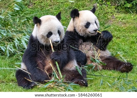 Young giant panda eating bamboo in the grass, portrait