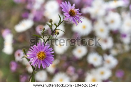 small purple September Aster, close-up on a blurry natural background of white flowers