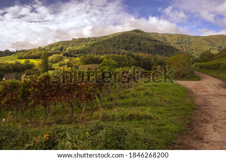 vineyard during the grape harvest in Pfalz Germany