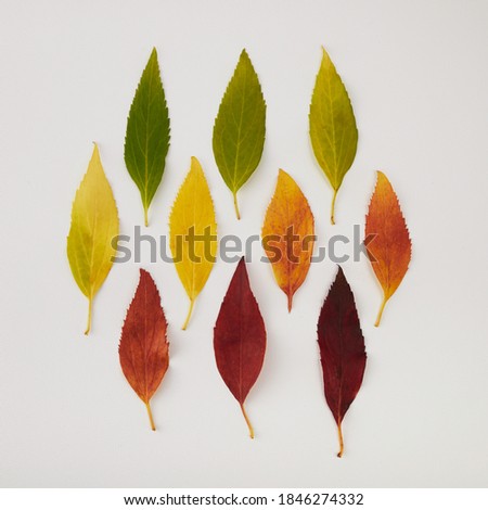 Autumn leaves rainbow color gradient. Autumn season change concept.