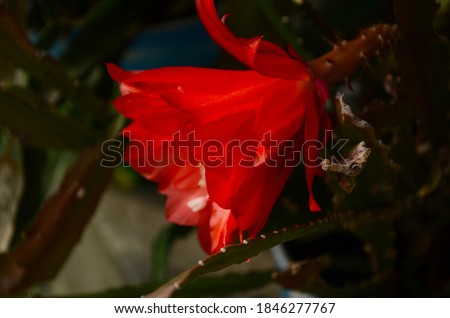Closeup on Epiphyllum orchid cactus flower stigma and stamen on green background