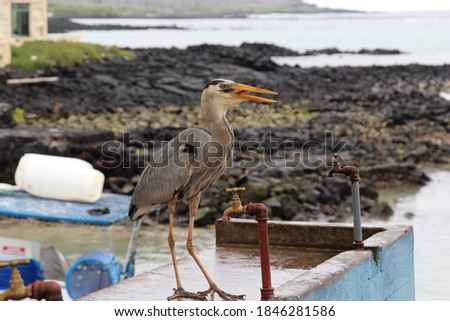 Gray heron with a fish in its beak standing on the counter of a fish market by the sea.