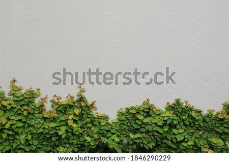 The plant on the gray wall. Soft focus. Background and nature concept. 