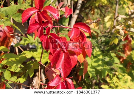 The red leaves of the climbing plant 'Wilder Wein' or 'Parthenocissus quinquefolia'