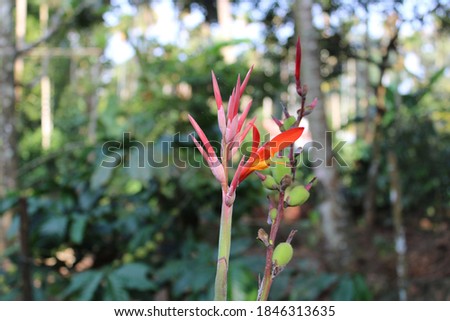 Arrowroot flower on a natural blurred background 