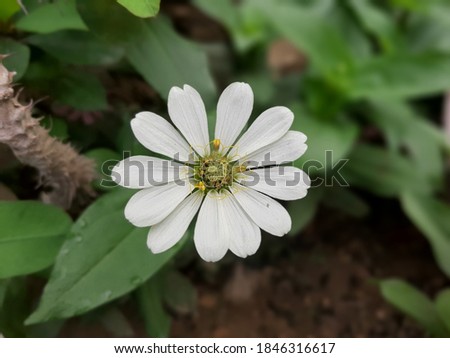 beautiful white flowers on a green background