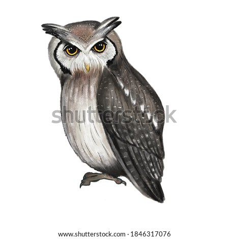 White-faced Scops Owl. hand painted and color illustration of an owl
