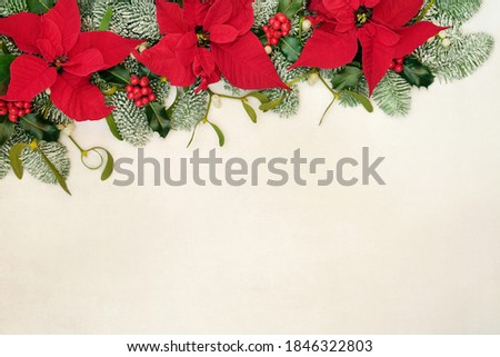 Poinsettia flower border for Thanksgiving & Christmas with holly, snow covered spruce fir, mistletoe & pine cones on parchment paper background. Festive composition. Flat lay, top view, copy space.