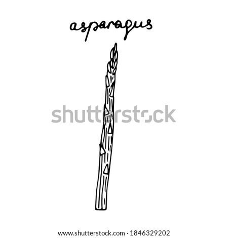 Asparagus, vector illustration, hand drawing
