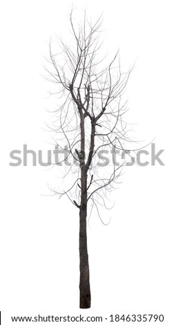 Old dead trees that do not have separate black-brown leaves on a white background.
