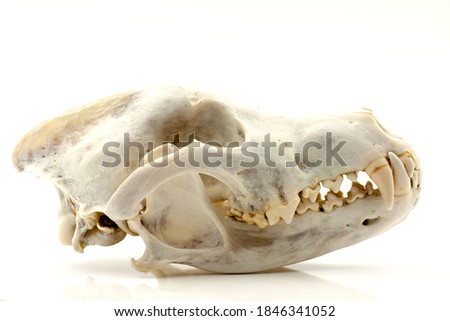 Skull of a trophy wolf isolated on a white background. Selective focus with shallow depth of field.