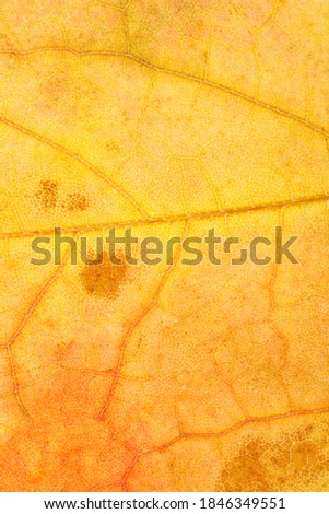 yellow autumn leaf close up. background for designer