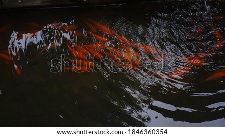 The fish pond is red
