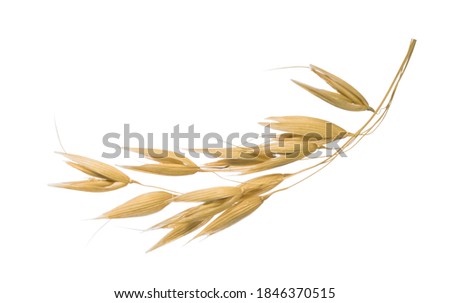 Oat plant isolated on white without shadow clipping path Royalty-Free Stock Photo #1846370515