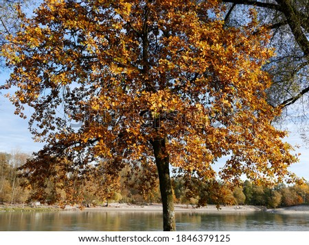Tree with orange leaves on a river